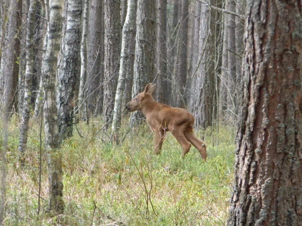 фотоохота фототуры