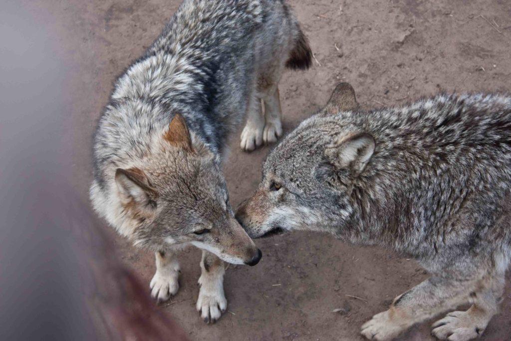 природа Беларуси волк nature Belarus wolf фототуры