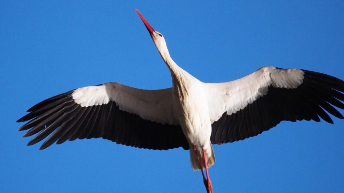 Наблюдение за птицами - birdwatching в белорусских лесах