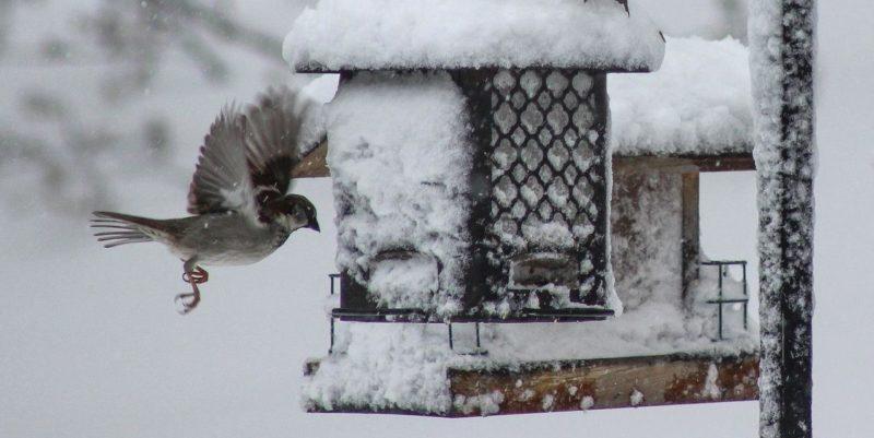 Чем кормить птиц зимой