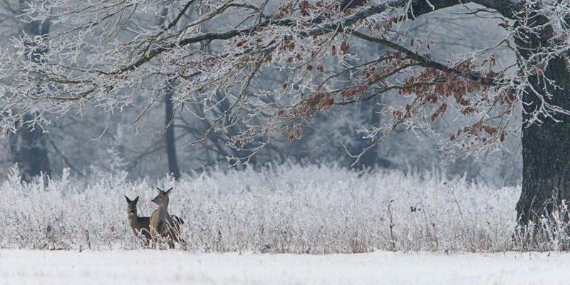 заповедник беларусь тур